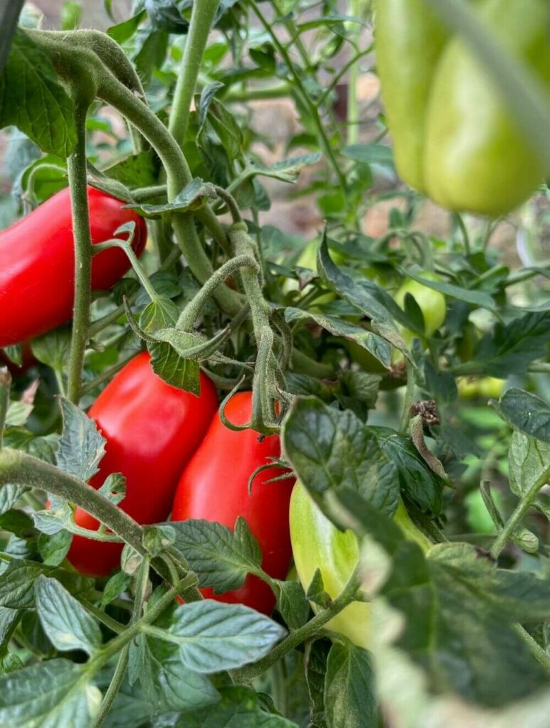 Tomatengalette, Tomaten, Spätsommer, Kapern, Galette, Wunschleder